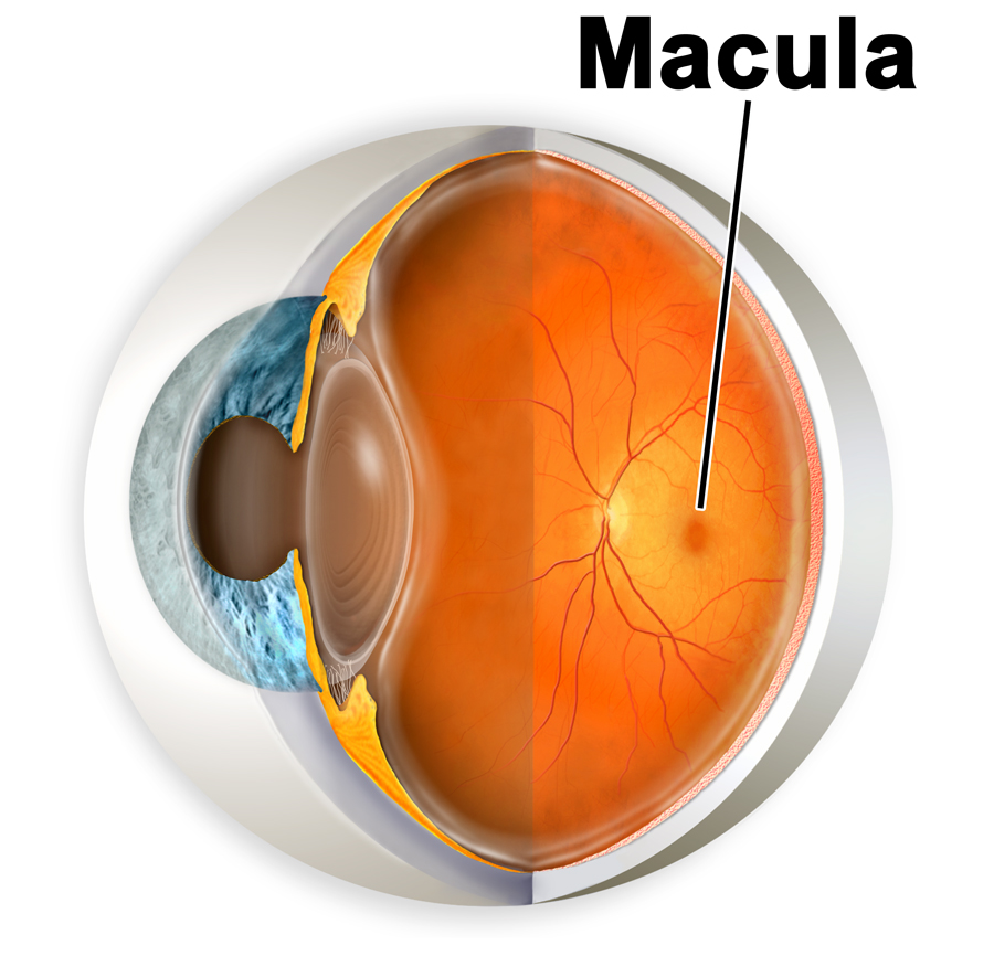 3 dimensional image of macula in the eye